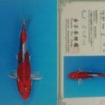 kujaku 