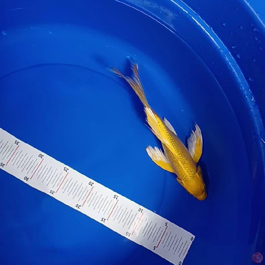 ogon aragoke selayer 27 cm