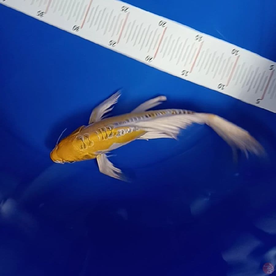 hariwake selayer 29 cm