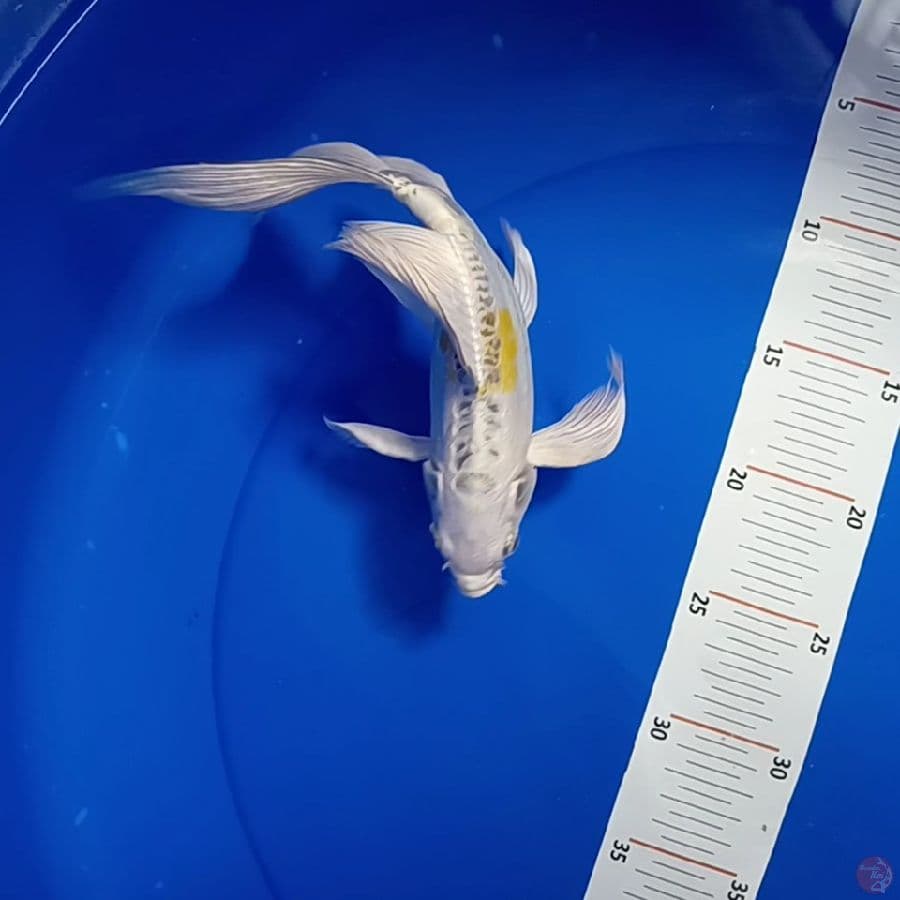 hariwake 27 cm