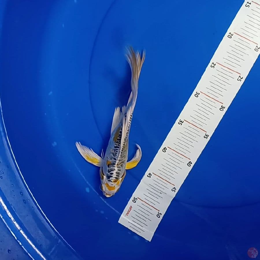 antikan 28 cm