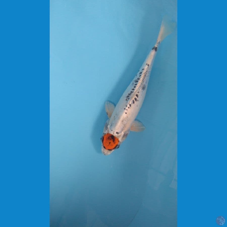 tc kiko 33cm