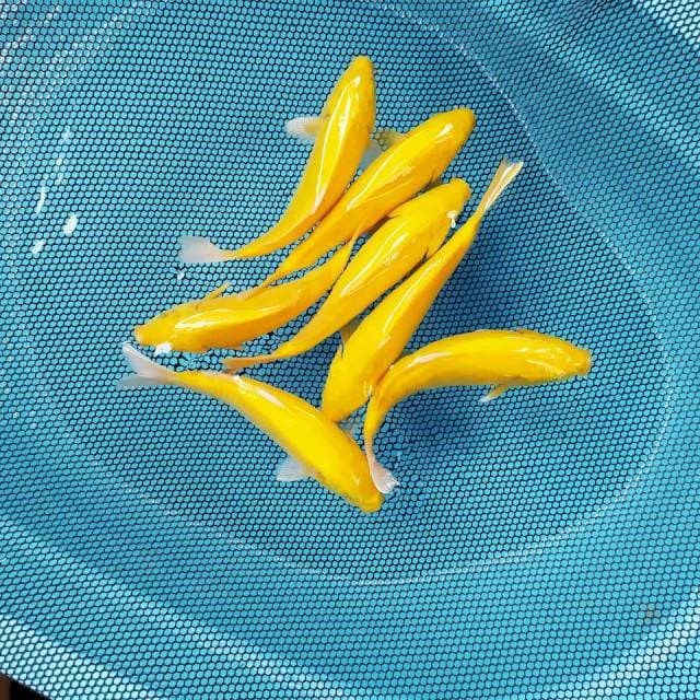 7 ekor Karasi MH 23-25cm