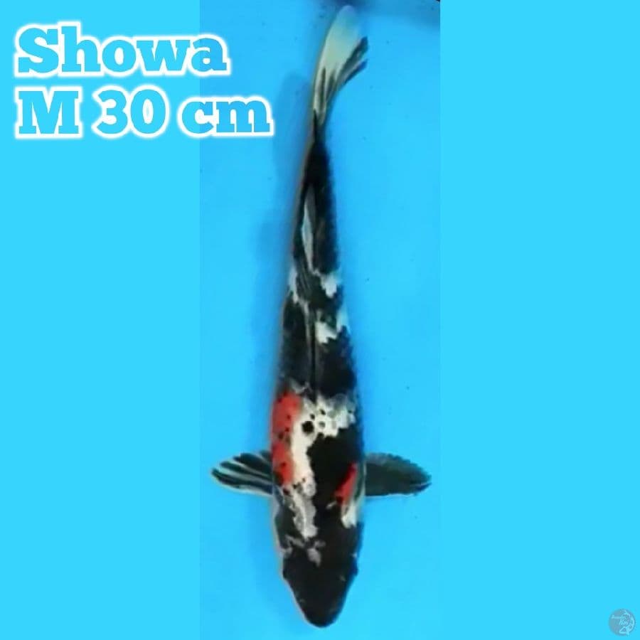 Showa M30 cm