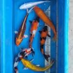 Paket mix 7ekor