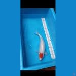 Tancho Ori 44cm