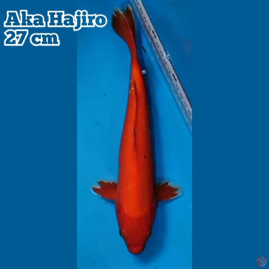 Aka Hajiro 27 cm