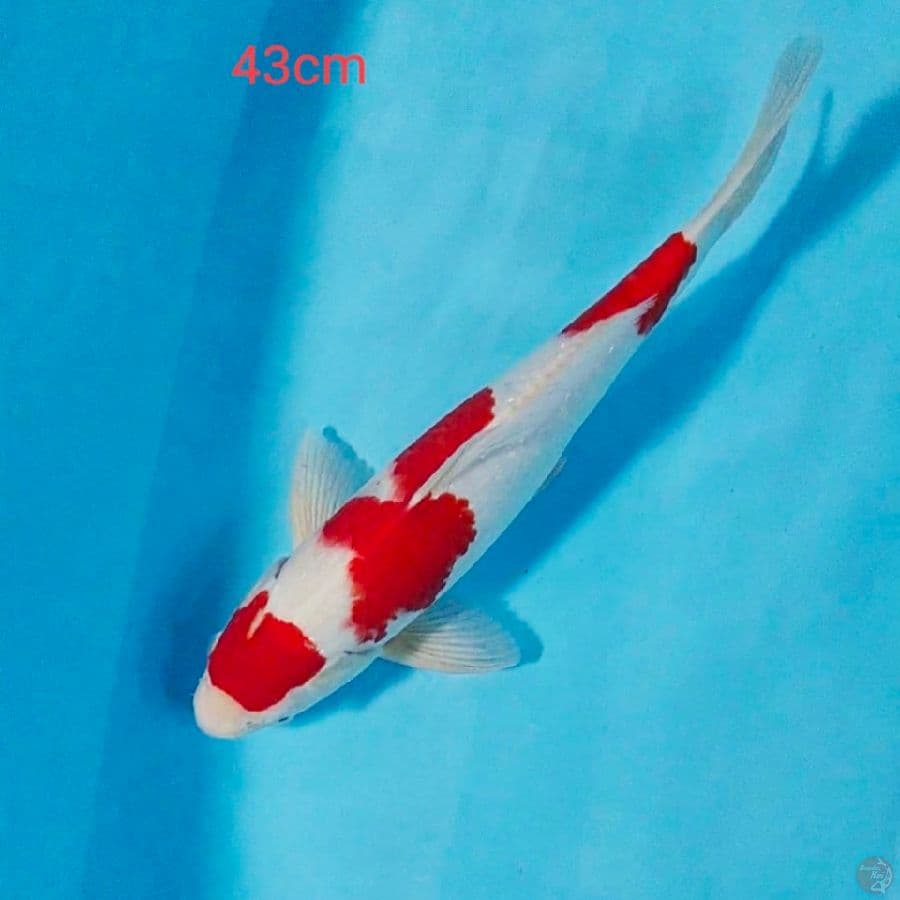 kohaku male