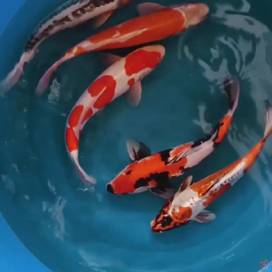 lelang sekolam. 45 50 ada yg minat cet wa 