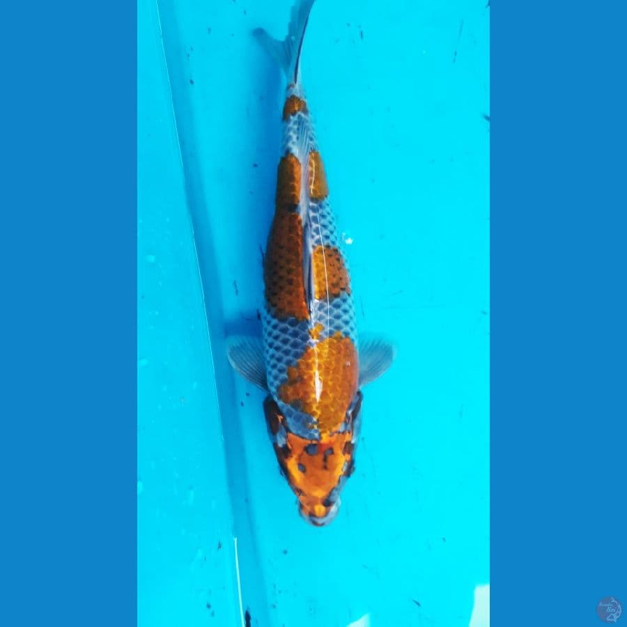ogane uchiba 35cm 