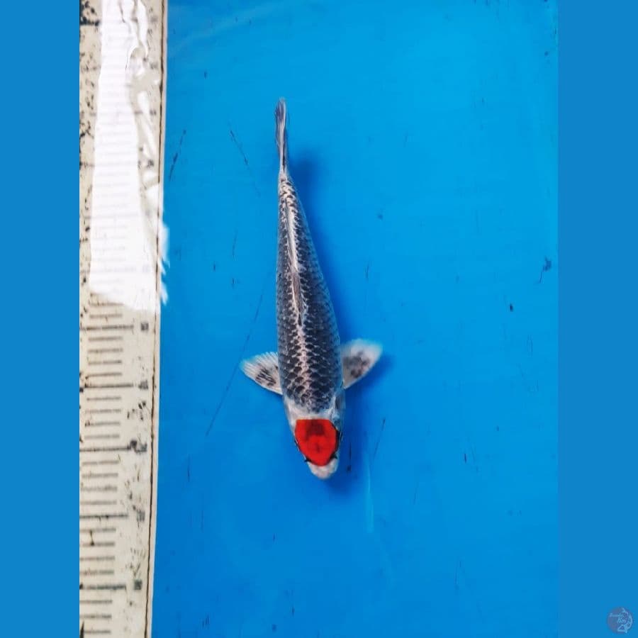 tc beni gingga 31cm