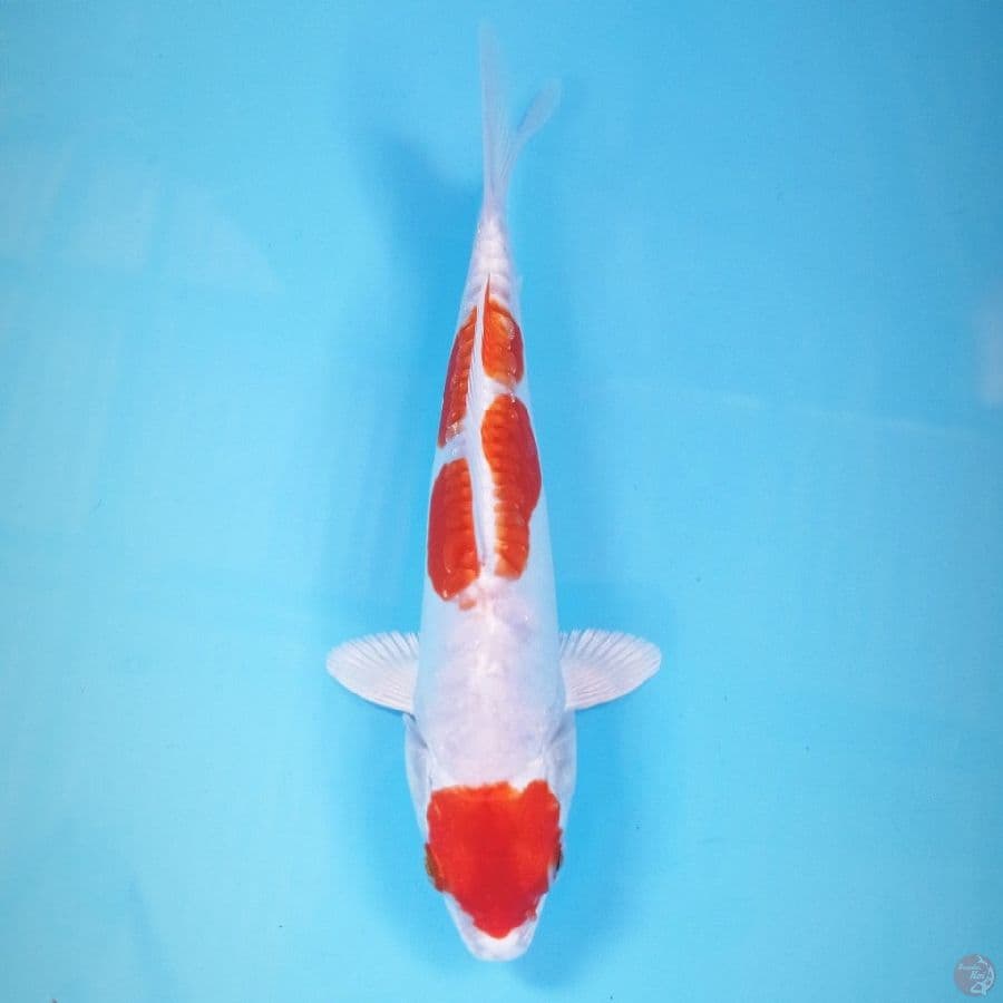 kikushui, 18 cm