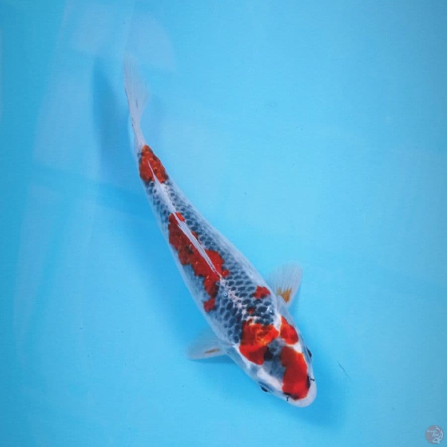 goshiki, 23 cm