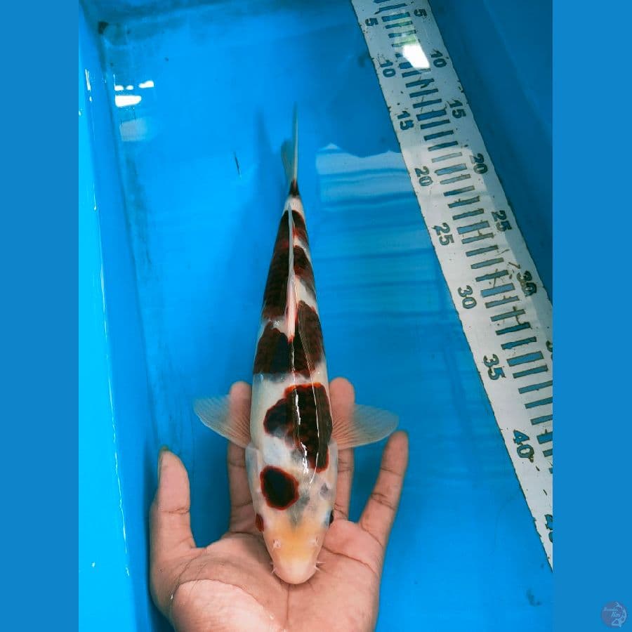 goromo 31cm
