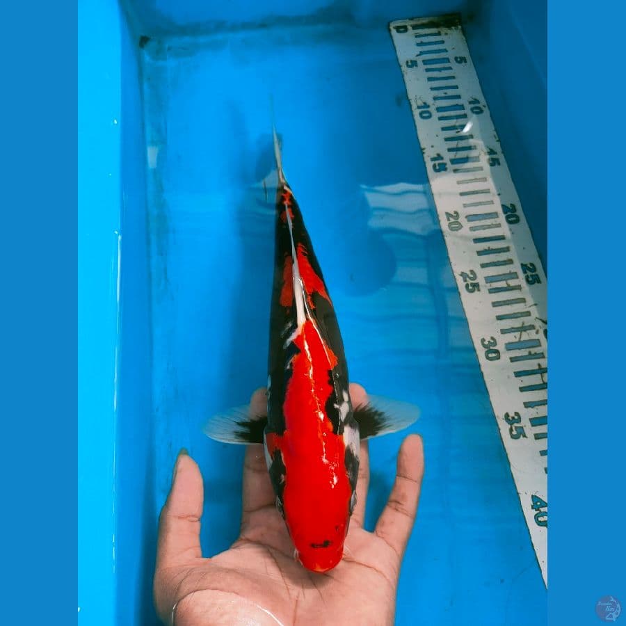 benikumon 34cm