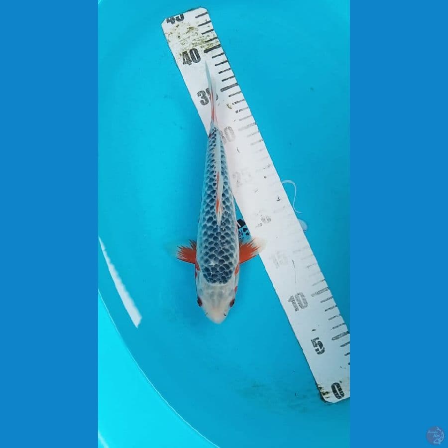 asagi 27 cm