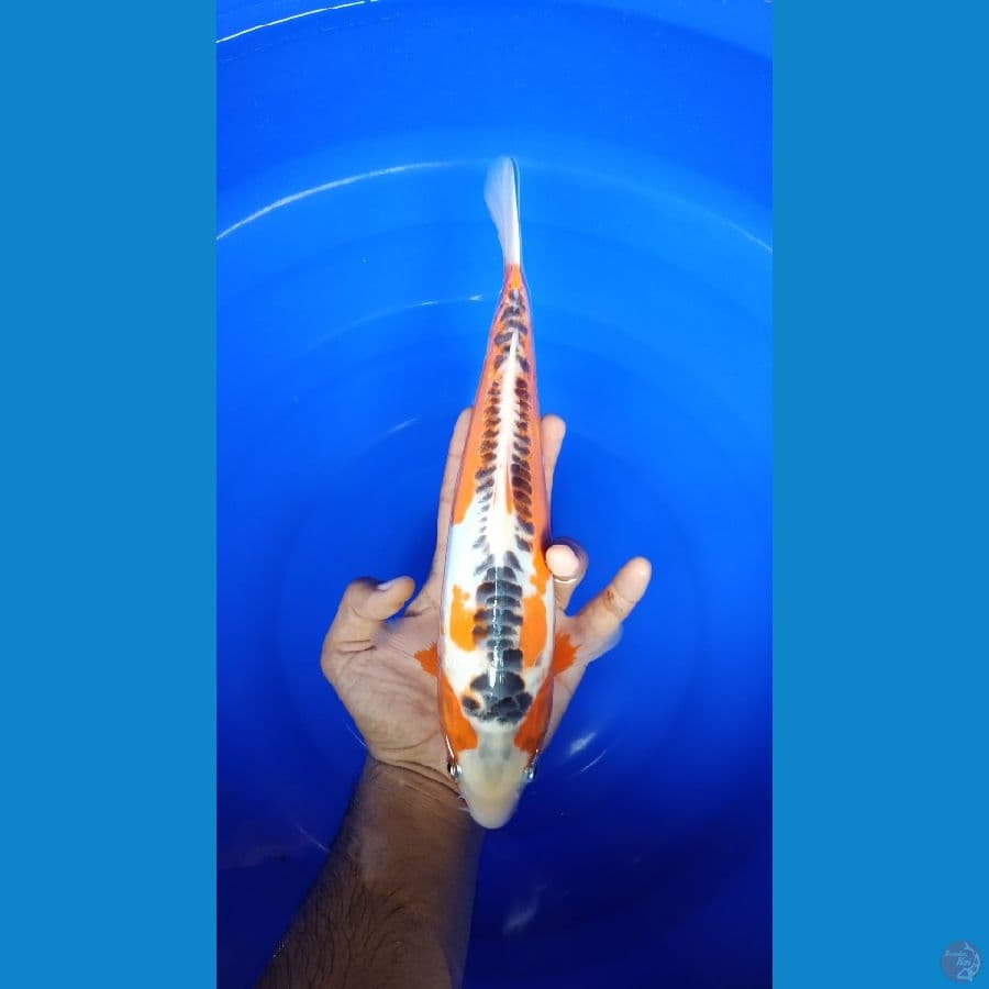 HANASHUSUI 33CM JANTAN RING RAPI MOTOAKA IMBANG