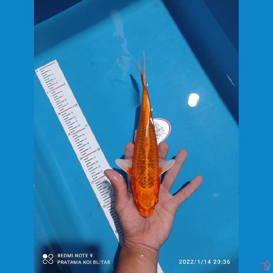 Matshuba 27Cm