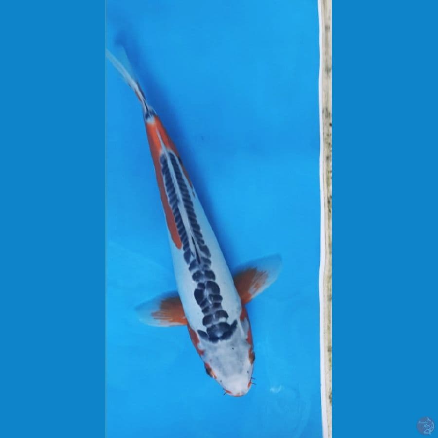 Shusui 37cm Jantan