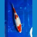 kohaku