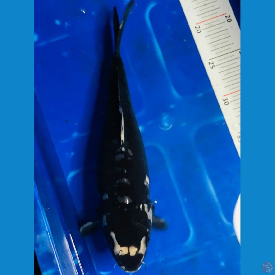 black soragoi doitsu
