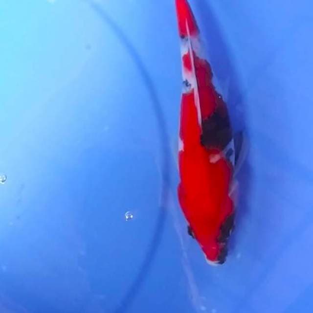 Showa 24cm