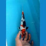 Showa Doit, 25cm, Jantan