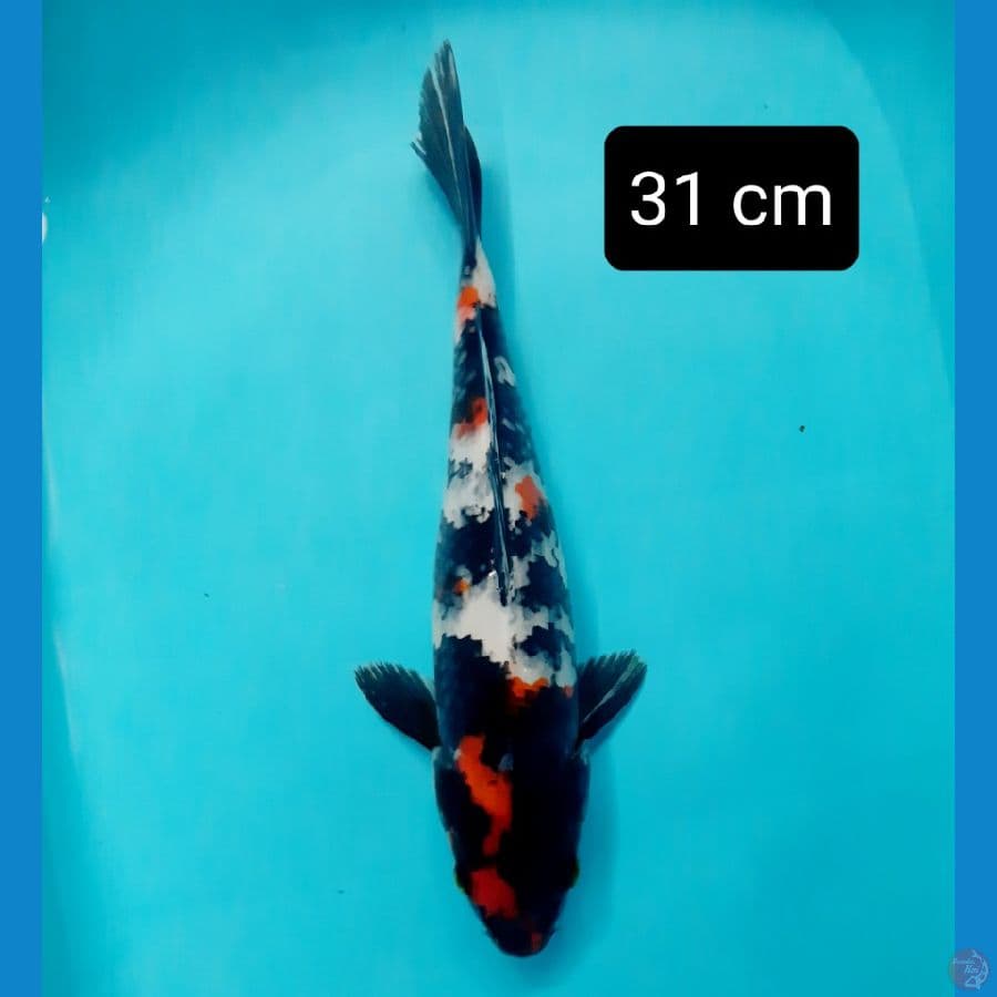 showa kindai 31 cm