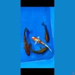 tembaga miks 25-18 cm