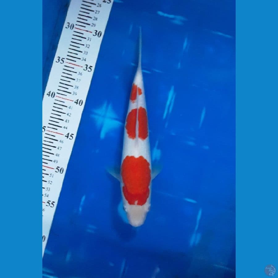 Kohaku 3 step Ori, Jantan