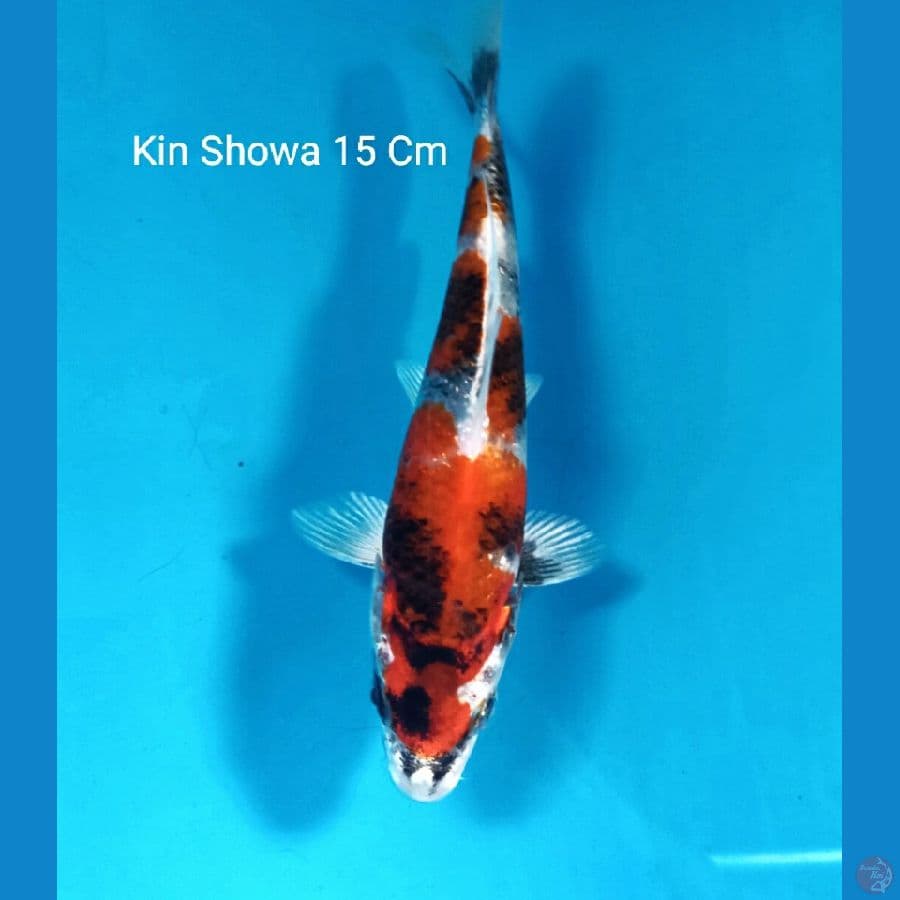 Hikari Utsurimono 15 Cm