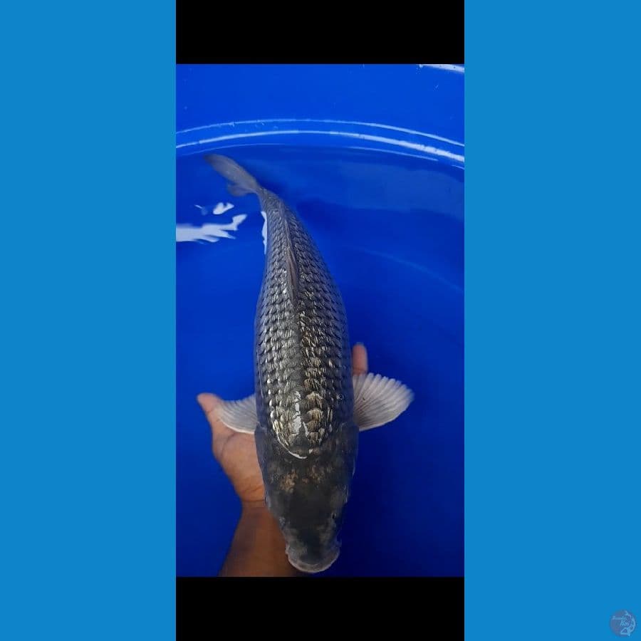Soragoi Ginrin 40cm