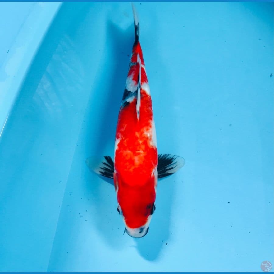 showa, 30cm