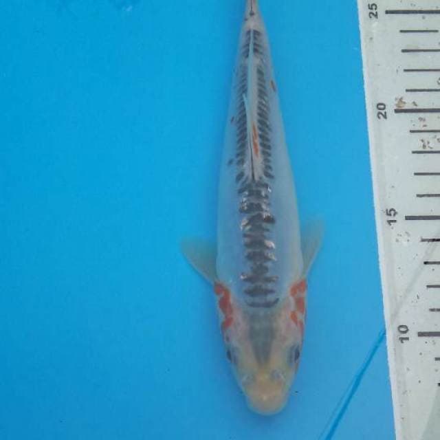 Shusui F1 Prima Koi