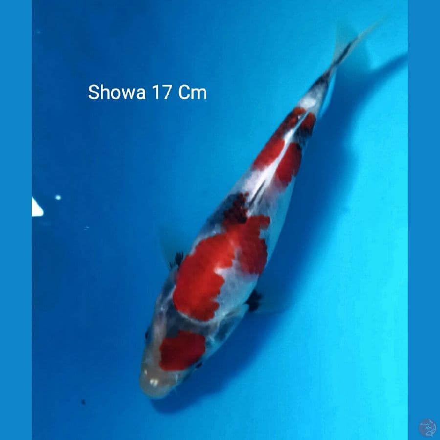 Showa 17 Cm