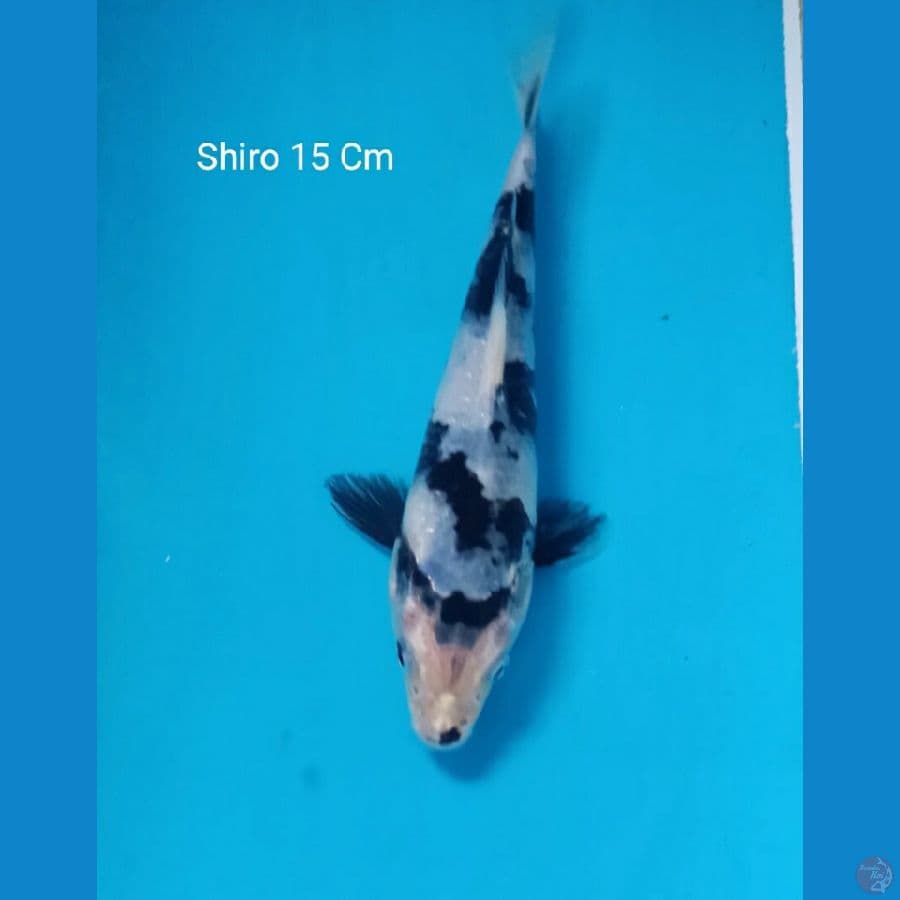 Shiro Utsuri 15 Cm
