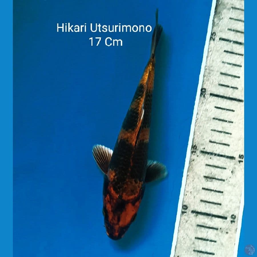 Hikari Utsurimono 17 Cm