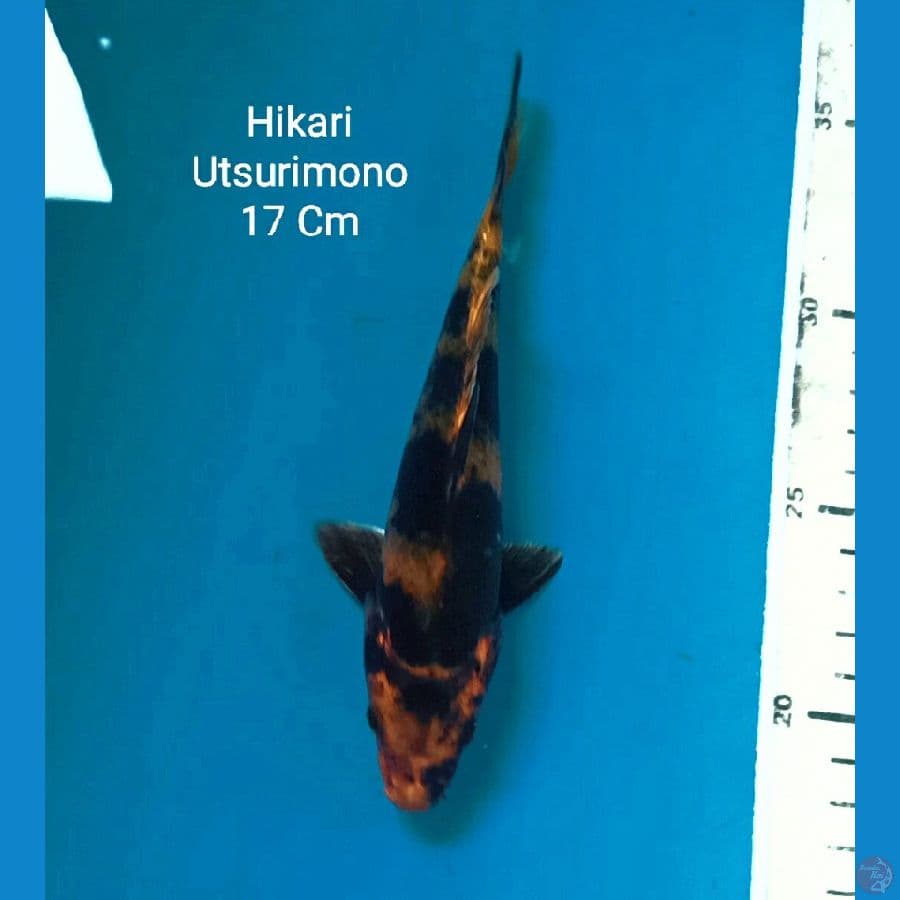 Hikari Utsurimono 17 Cm