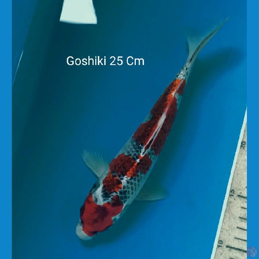 Goshiki 25 Cm