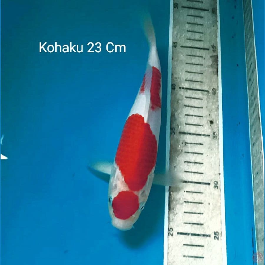Maruten Kohaku 23 Cm