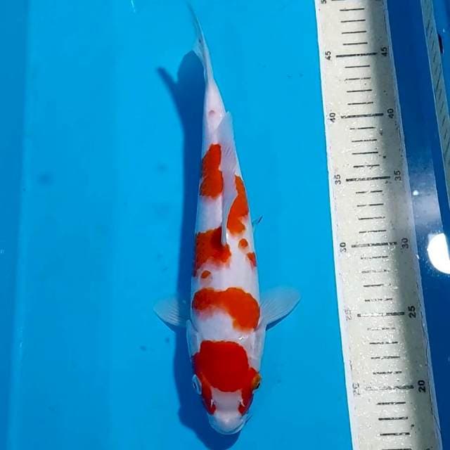 KOHAKU 29 CM