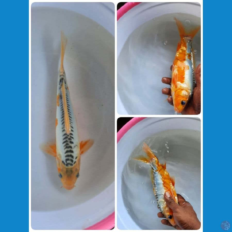 shusui 26cm