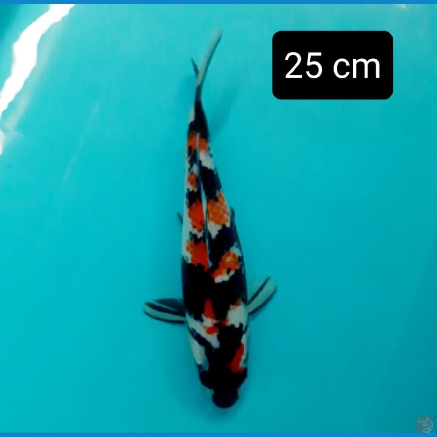 showa kindai 25 cm