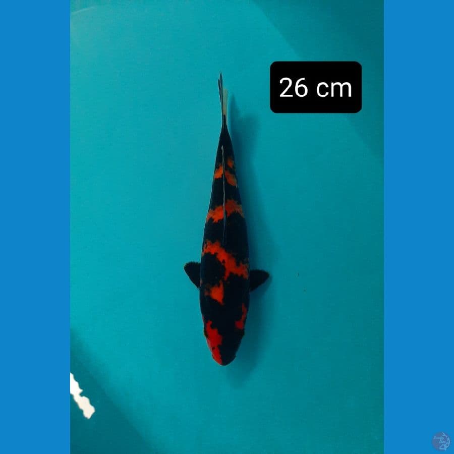 F1 25 cm