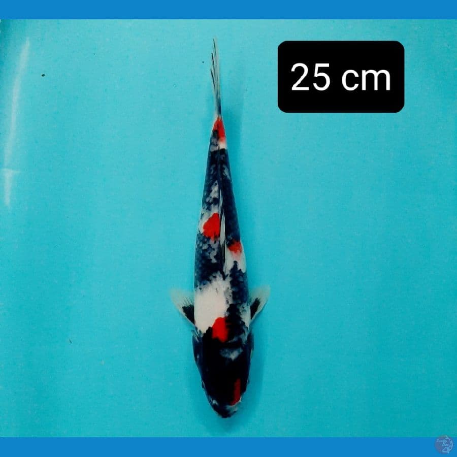 maruten kindai 25 cm