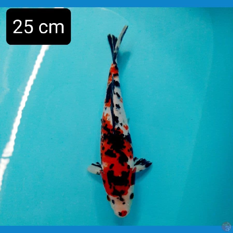 sanke antik 25 cm