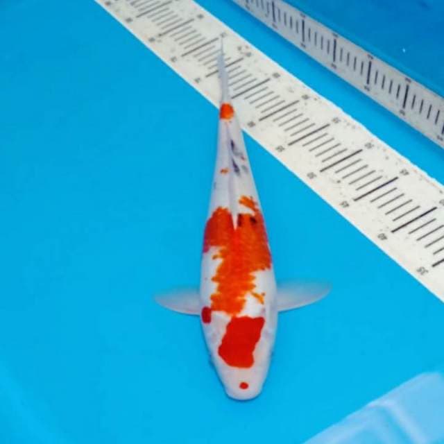 Sanke jumbo 44cm body joss