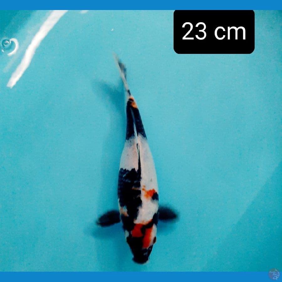 maruten shot body 23 cm