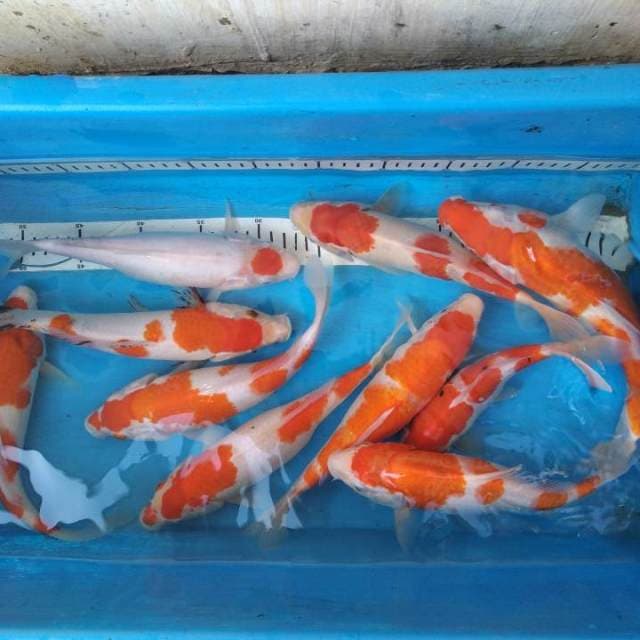 Paket mix 10ekor