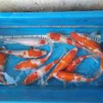 Paket mix 10ekor